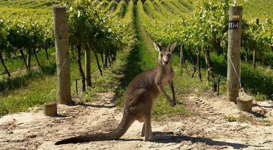 Australia-China: China&#039;s tariffs on imports squeezing Australia’s wine sector