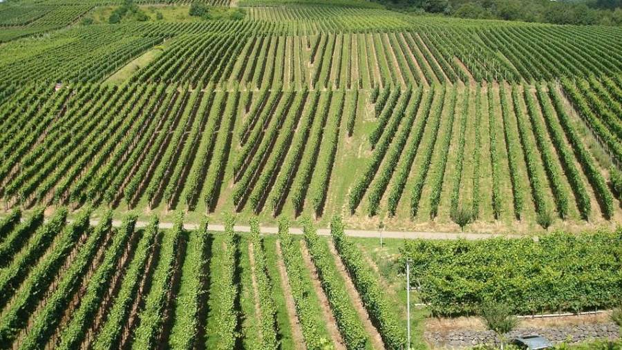 Viticulture  is fastest growing agricultural sector in UK