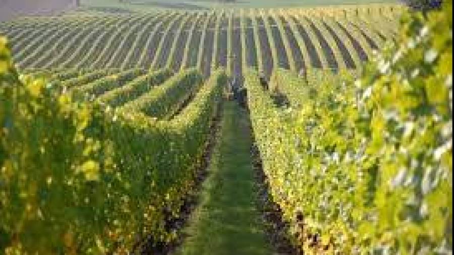 United States: frost may have destroyed much of New York State’s wine crop