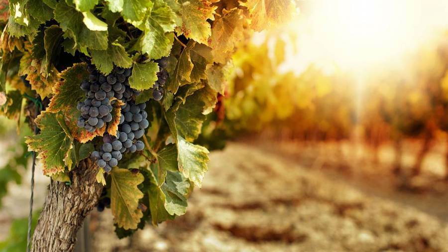 Climate change brings new practices/earliest ever wine harvest to Bordeaux region