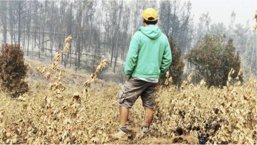 Oltre 300 ettari di vigneti in cenere per gli incendi in Cile