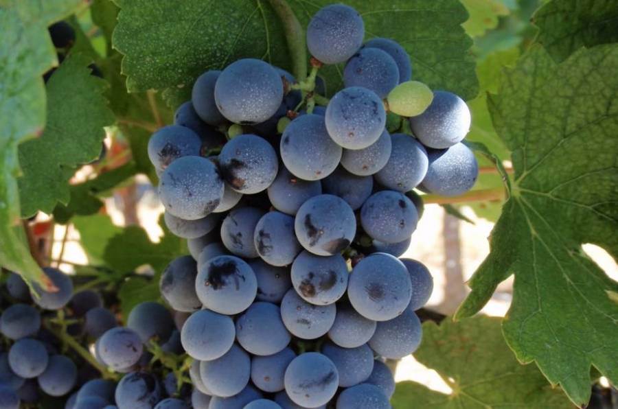 Bordeaux, approvate sei varietà per adattarsi al cambiamento climatico